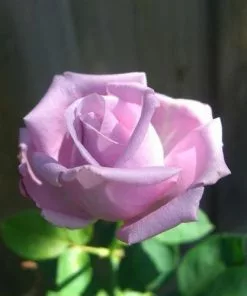 Future Forests Rosa Blue Moon - Climbing Rose Climbers