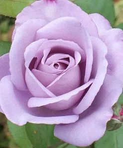 Future Forests Rosa Blue Moon - Climbing Rose Climbers