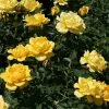 Future Forests Rosa Easy Going - Floribunda Shrub Rose