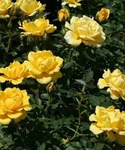 Future Forests Rosa Easy Going - Floribunda Shrub Rose
