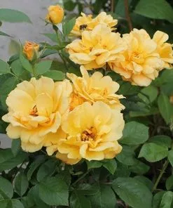 Future Forests Rosa Easy Going - Floribunda Shrub Rose