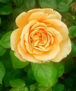 Future Forests Rosa Easy Going - Floribunda Shrub Rose