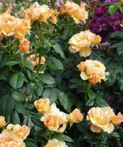 Future Forests Rosa Easy Going - Floribunda Shrub Rose