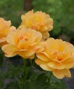 Future Forests Rosa Easy Going - Floribunda Shrub Rose