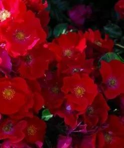 Future Forests Groundcover Rosa Flower Carpet Red