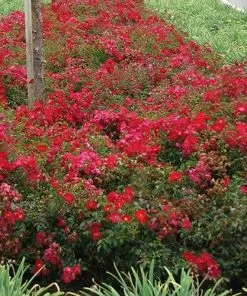 Future Forests Groundcover Rosa Flower Carpet Red