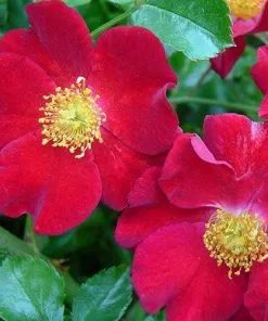 Future Forests Groundcover Rosa Flower Carpet Red