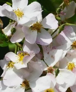 Future Forests Rosa Francis E. Lester - Rambling Rose Roses 10 Future Forests Rosa Francis E. Lester - Rambling Rose Roses