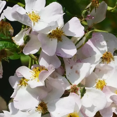 Future Forests Rosa Francis E. Lester - Rambling Rose Roses 6 Future Forests Rosa Francis E. Lester - Rambling Rose Roses