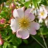 Future Forests Rosa Grouse - Groundcover Rose 1 Future Forests Rosa Grouse - Groundcover Rose