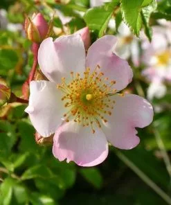 Future Forests Rosa Grouse - Groundcover Rose