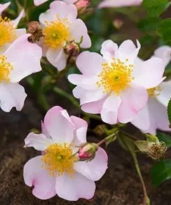 Future Forests Rosa Grouse - Groundcover Rose