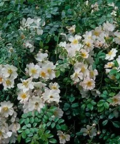 Future Forests Rosa Grouse - Groundcover Rose