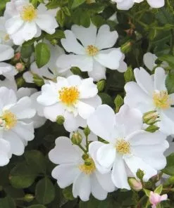 Future Forests Rosa Grouse - Groundcover Rose