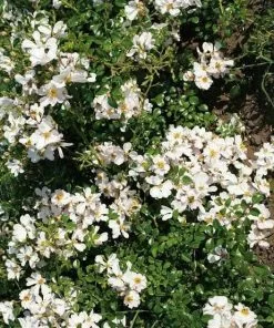 Future Forests Rosa Grouse - Groundcover Rose