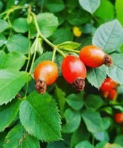 Future Forests Rosa Grouse - Groundcover Rose