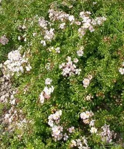 Future Forests Rosa Grouse - Groundcover Rose