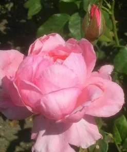 Future Forests Rosa Queen Elizabeth Roses