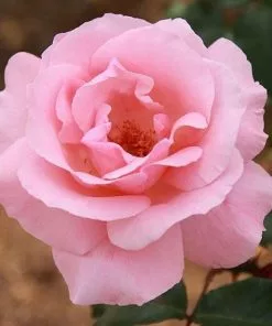 Future Forests Rosa Queen Elizabeth Roses