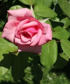 Future Forests Rosa Queen Elizabeth Roses