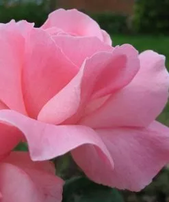 Future Forests Rosa Queen Elizabeth Roses