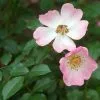 Future Forests Rosa Rosy Cushion - Modern Shrub Rose Roses