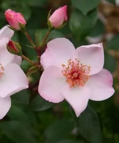 Future Forests Rosa Rosy Cushion - Modern Shrub Rose Roses