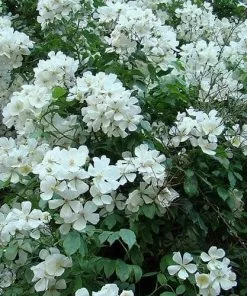 Future Forests Climbers Rosa Sir Cedric Morris - Rambling Rose