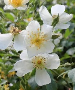 Future Forests Climbers Rosa Sir Cedric Morris - Rambling Rose