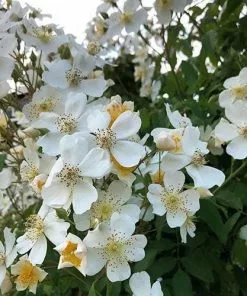 Future Forests Climbers Rosa Sir Cedric Morris - Rambling Rose