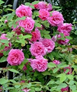 Future Forests Climbers Rosa Zéphirine Drouhin - Climbing Rose