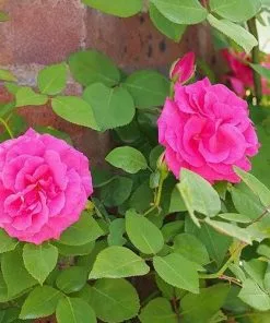 Future Forests Climbers Rosa Zéphirine Drouhin - Climbing Rose