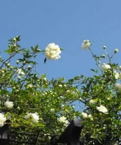 Future Forests Rosa Banksiae Alba Plena - Rambling Rose
