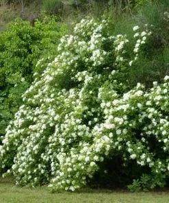 Future Forests Rosa Banksiae Alba Plena - Rambling Rose