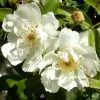 Future Forests Rosa Banksiae Alba Plena - Rambling Rose