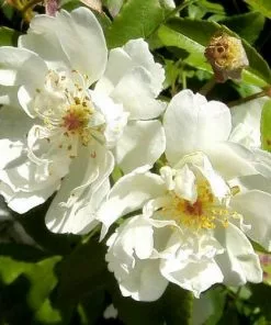 Future Forests Rosa Banksiae Alba Plena - Rambling Rose