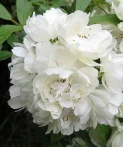 Future Forests Rosa Banksiae Alba Plena - Rambling Rose