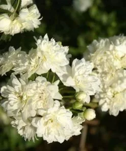 Future Forests Rosa Banksiae Alba Plena - Rambling Rose