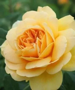 Future Forests Rosa Golden Celebration - David Austin