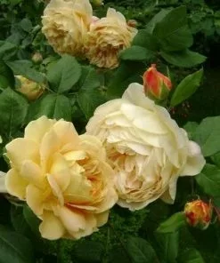 Future Forests Rosa Golden Celebration - David Austin