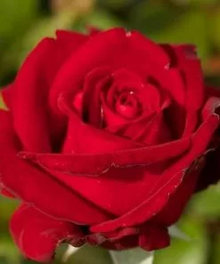 Future Forests Rosa Ingrid Bergman - Hybrid Tea Shrub Rose