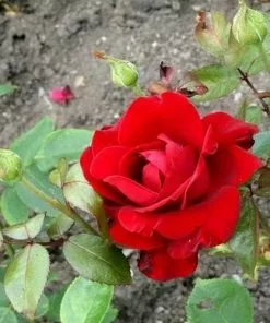 Future Forests Rosa Ingrid Bergman - Hybrid Tea Shrub Rose