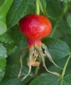 Future Forests Coastal Shrubs Rosa Jens Munk - Rugosa Rose