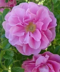 Future Forests Coastal Shrubs Rosa Jens Munk - Rugosa Rose