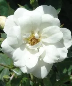 Future Forests Rosa Kent (Pyrenees) - Groundcover Rose