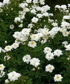 Future Forests Rosa Kent (Pyrenees) - Groundcover Rose