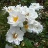 Future Forests Rosa Kent (Pyrenees) - Groundcover Rose