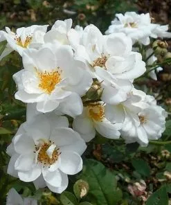 Future Forests Rosa Kent (Pyrenees) - Groundcover Rose