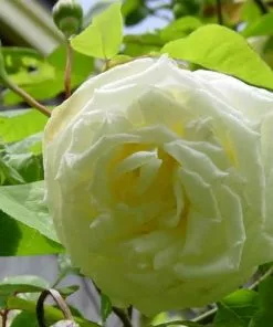 Future Forests Rosa Paul's Lemon Pillar - Climbing Rose Climbers