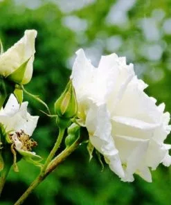 Future Forests Rosa Paul's Lemon Pillar - Climbing Rose Climbers